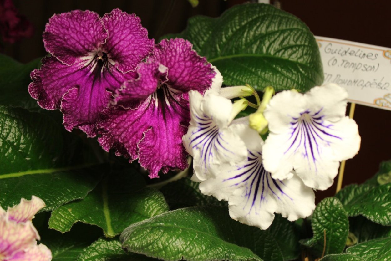 Стрептокарпус Bristol's spectacular