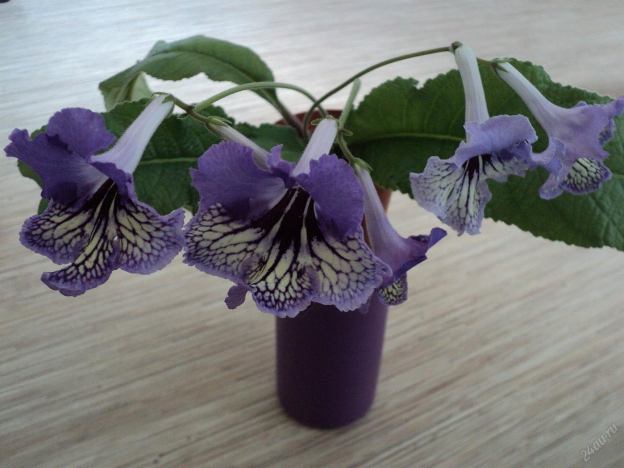 Стрептокарпус Джеронимо