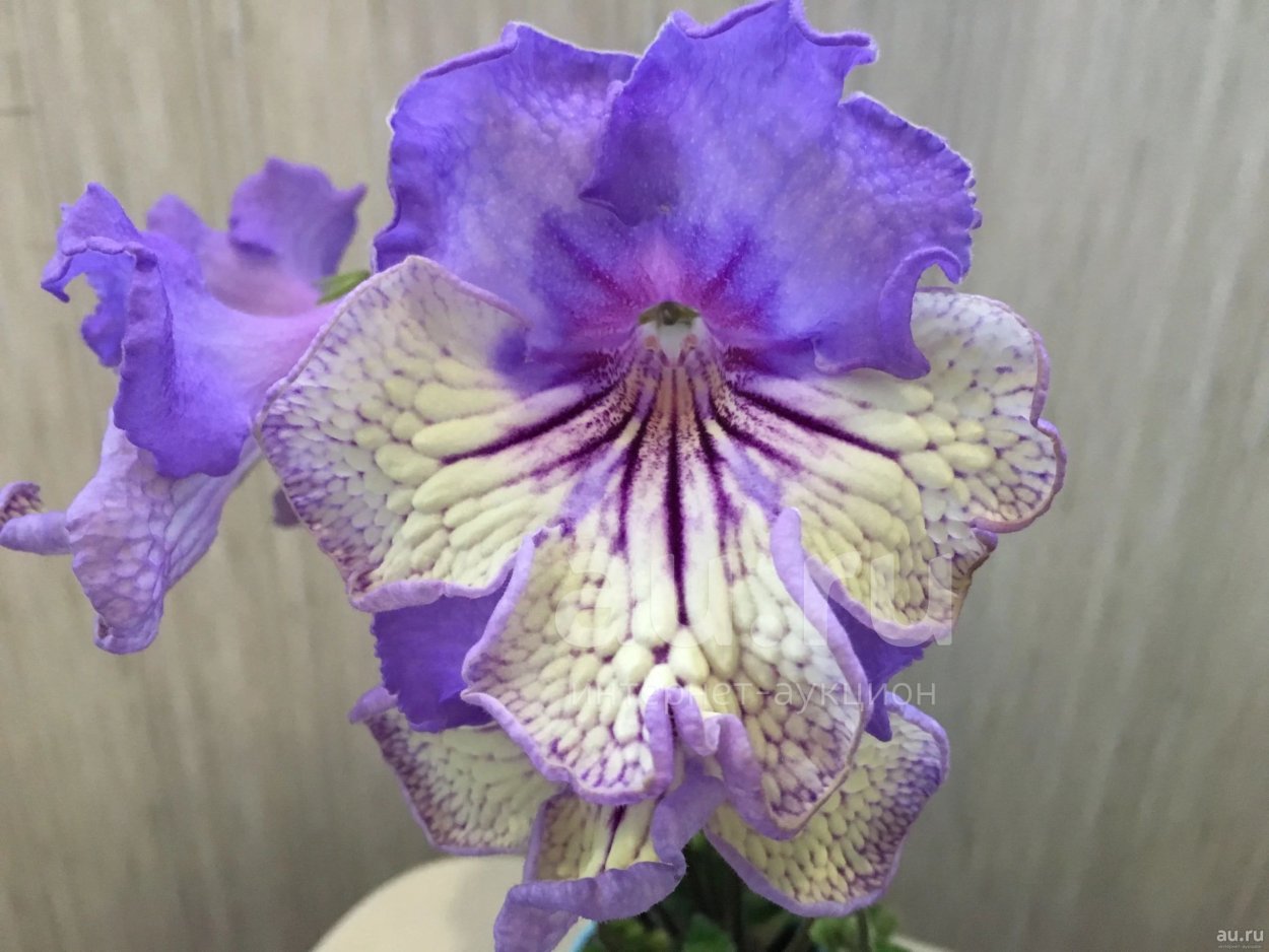 Стрептокарпус Дикая Орхидея