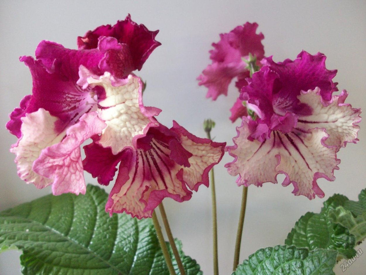 Стрептокарпус ката Тьюта