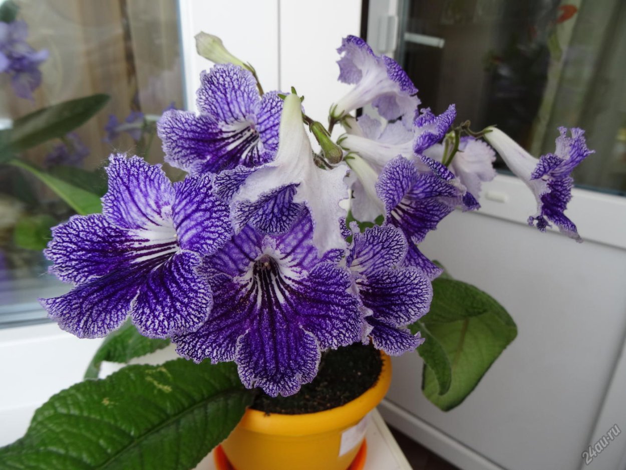 Стрептокарпус Герман