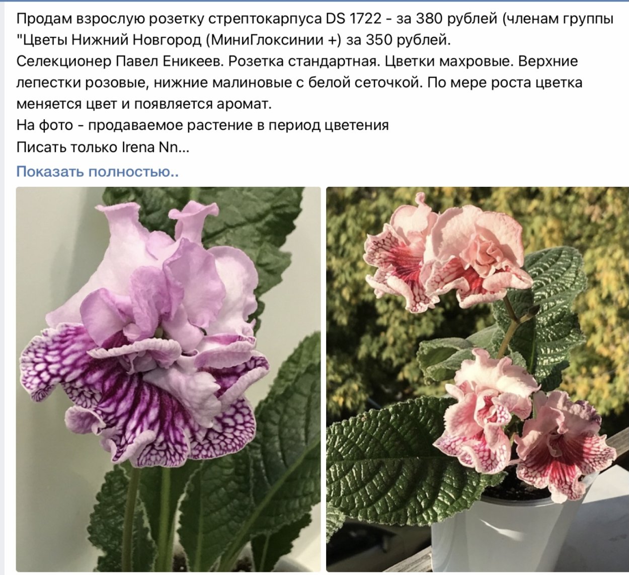 Стрептокарпус Энигма