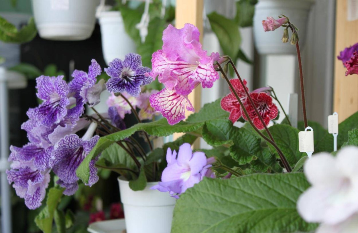 ДС 2419 стрептокарпус