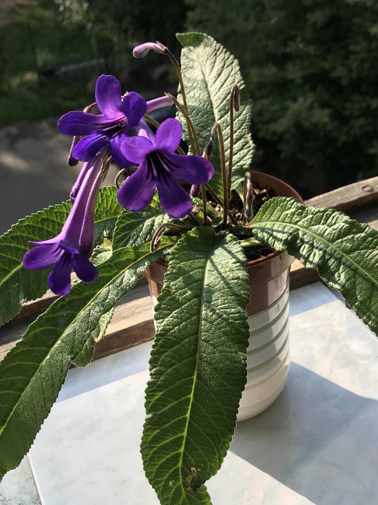 Стрептокарпус Fiona