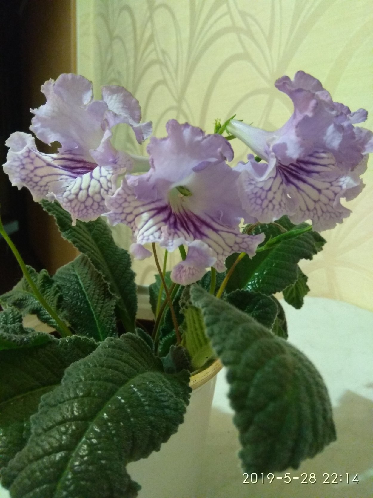 Стрептокарпус Анджелина Джоли