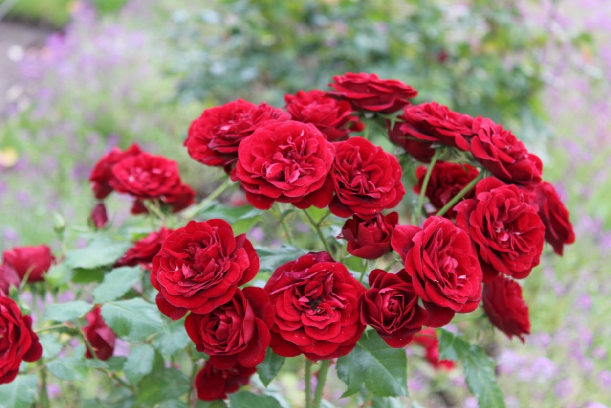 Флорибунда аут оф Розенхайм