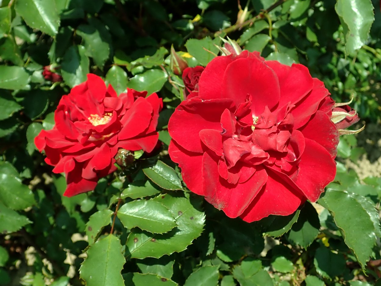 Роза Парковая Ротер Корсар