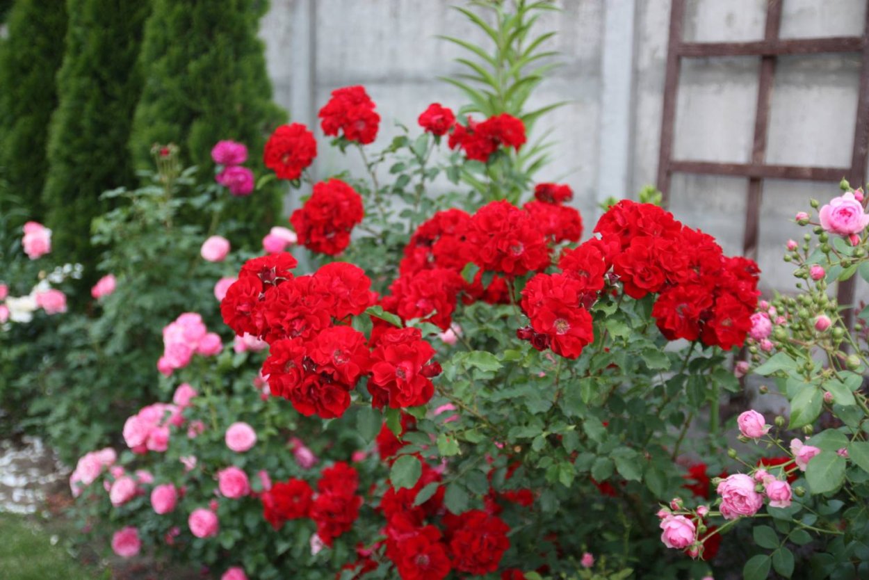 Роза Ротер Драхе