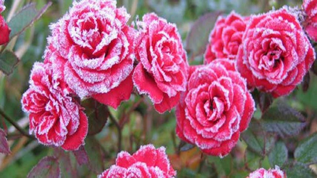 Роза хасланд