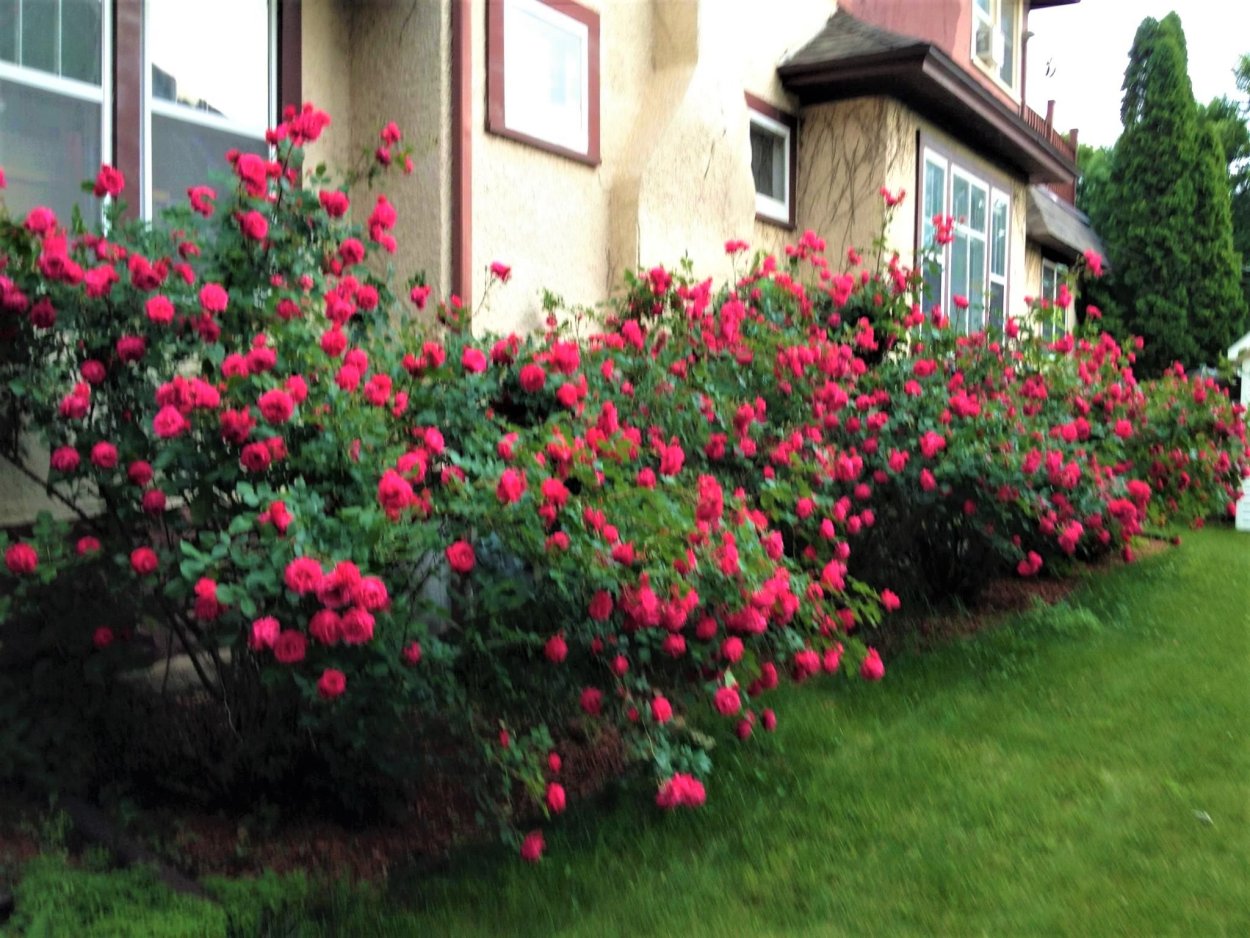 Роза Alexander Mackenzie (Александр Маккензи)