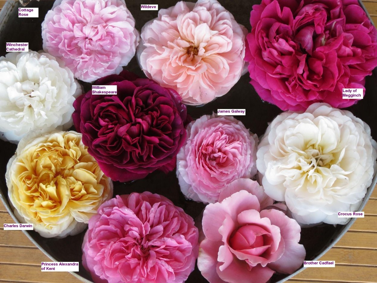 Английские розы Дэвида Остина комбинации