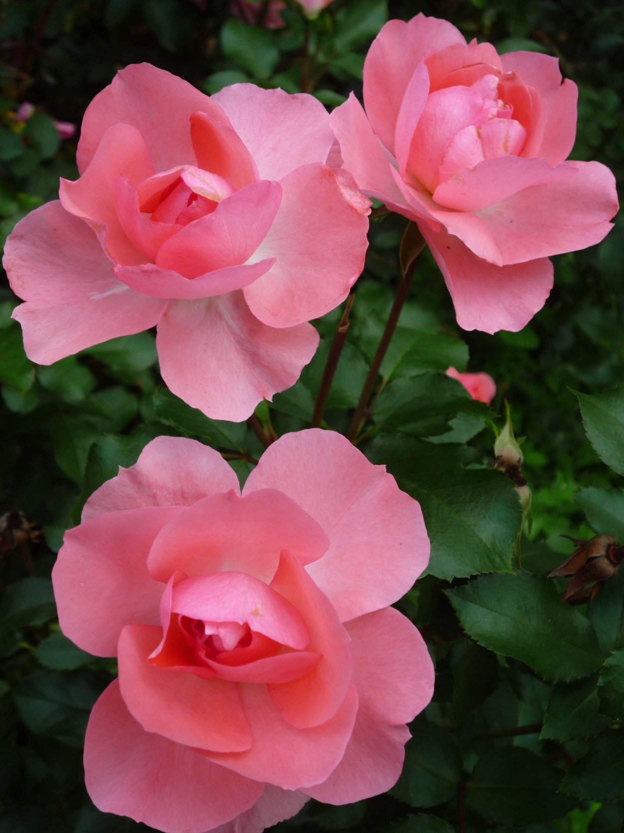 Бургундская роза