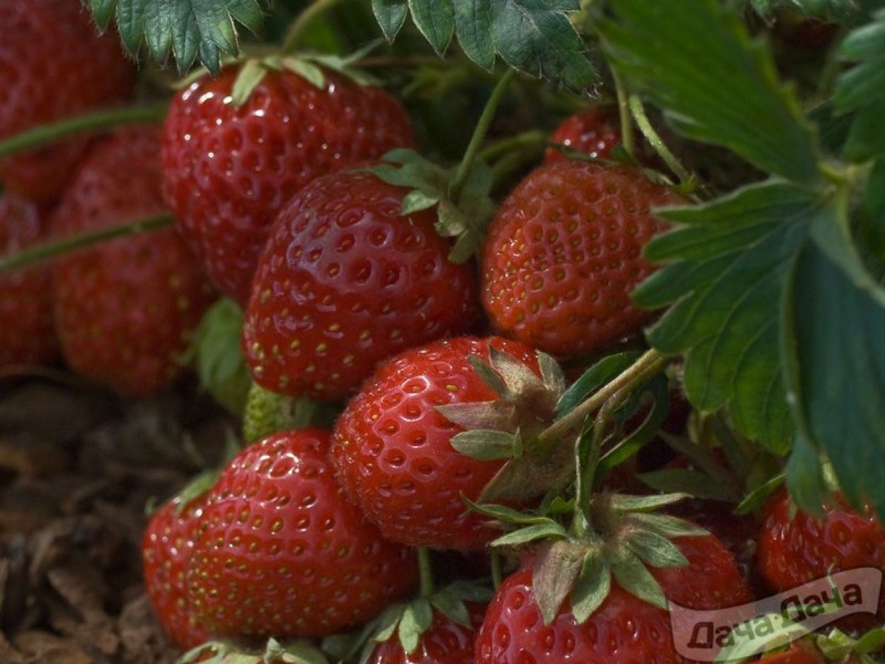 Земляника Садовая (Fragaria/Pineberry ananassa Vima Zanta p9 )