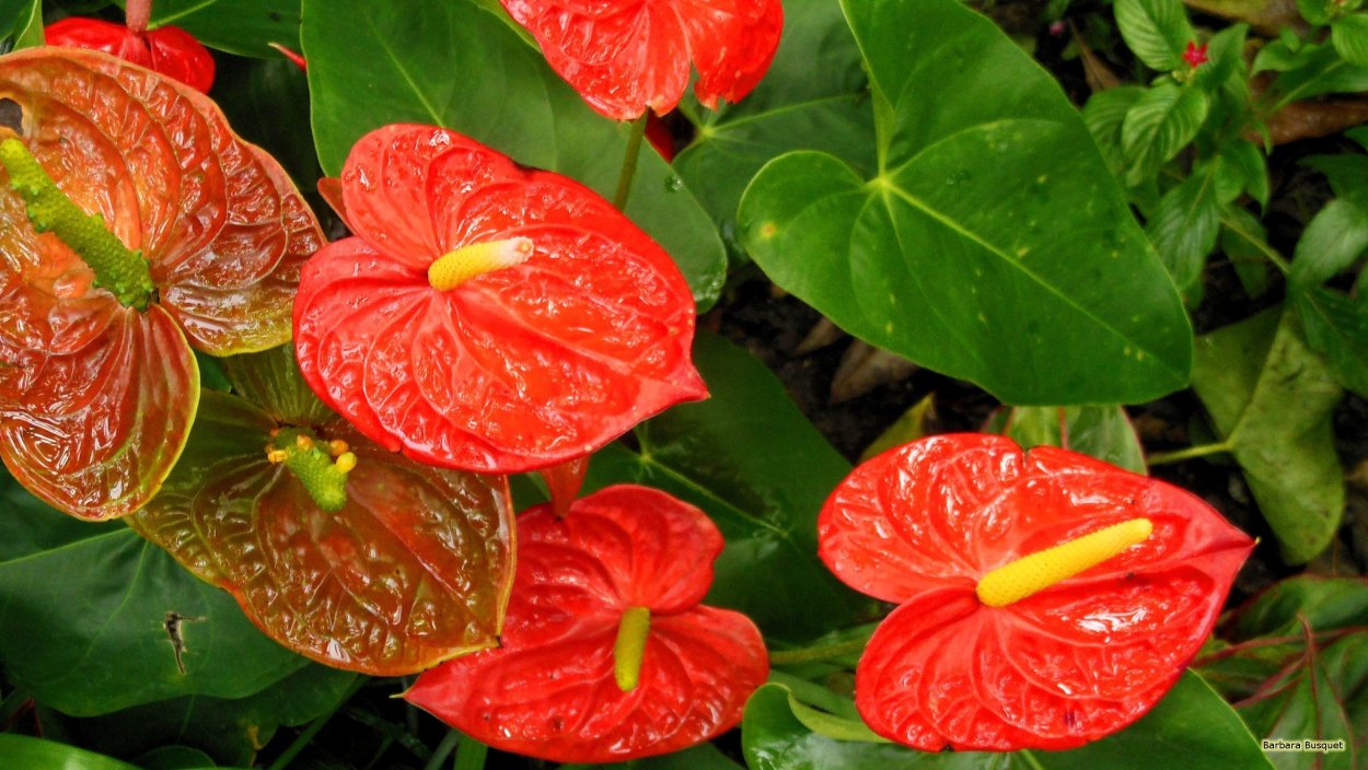 Антуриум синий