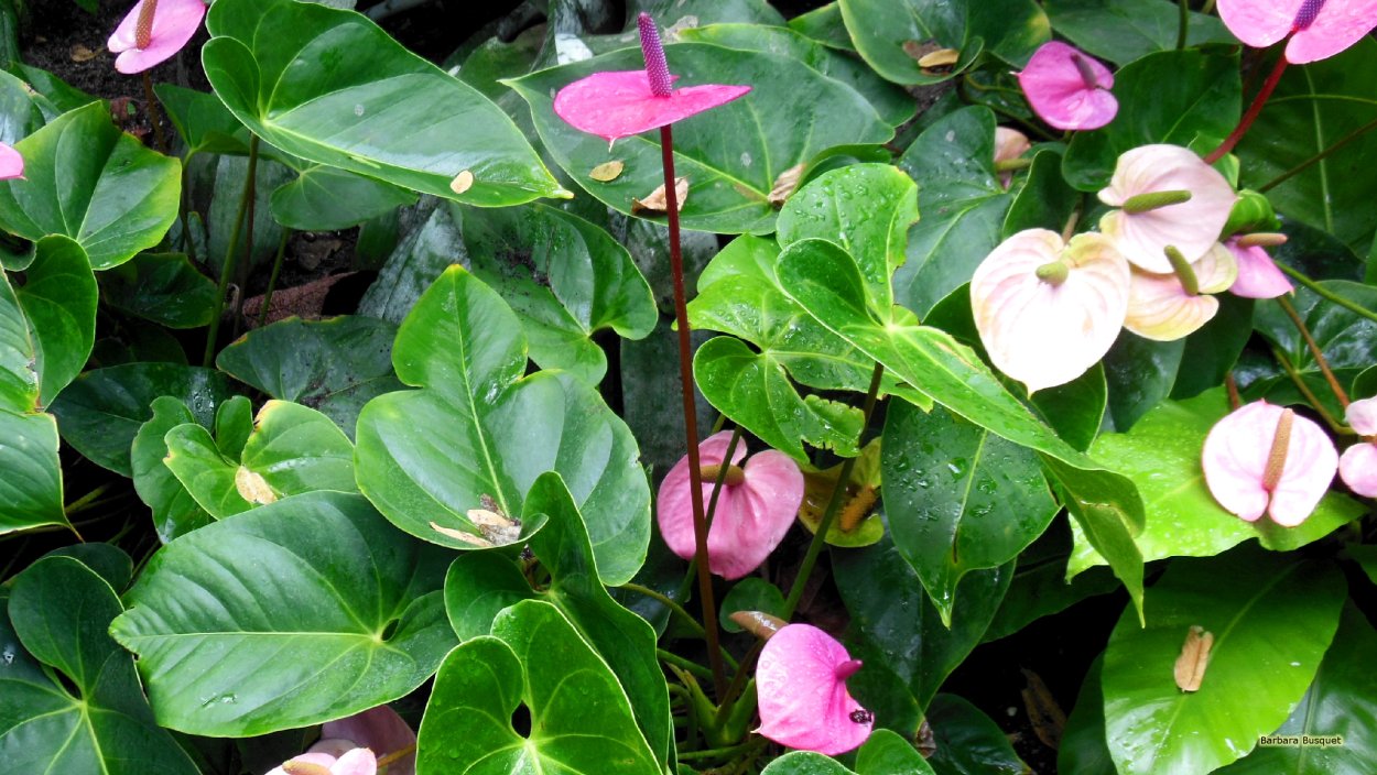 Антуриум Фламинго Сильвер