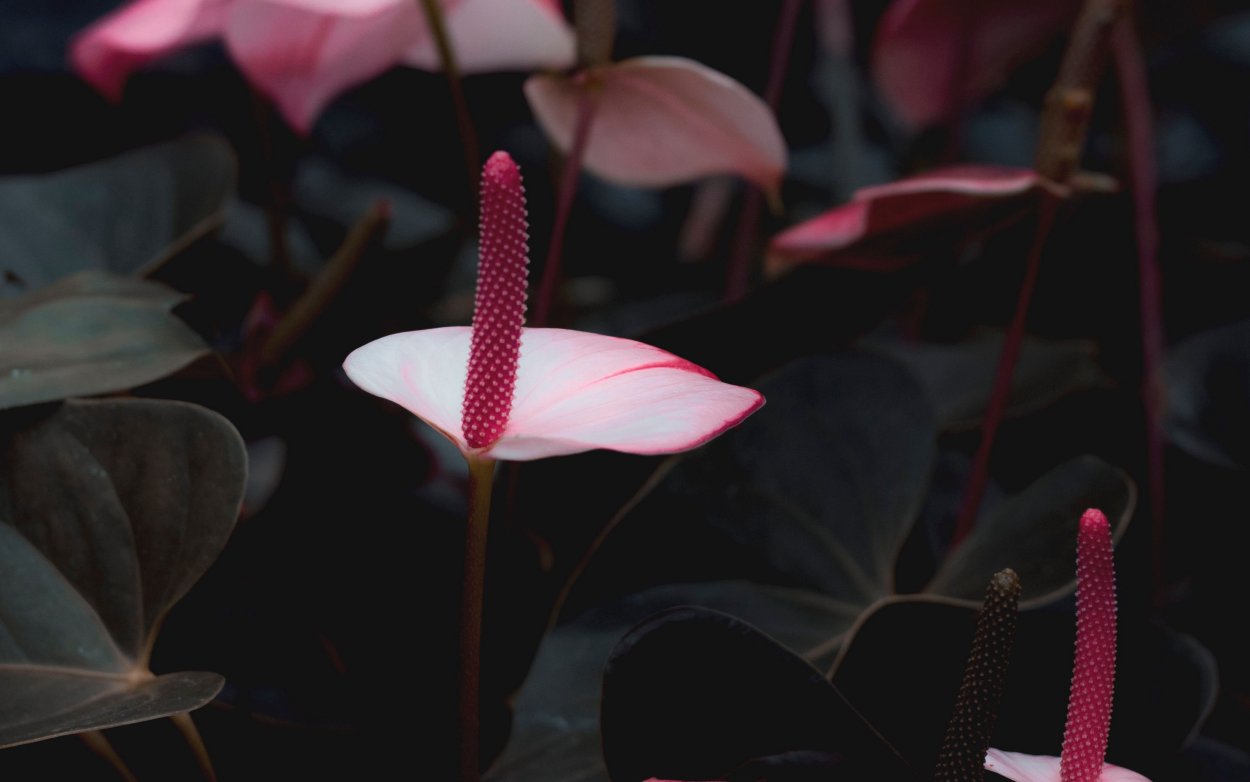 Антуриум на черном фоне