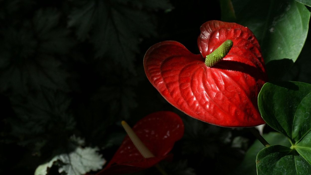 Антуриум алый