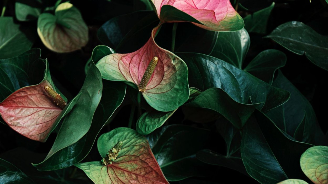 Антуриум акула