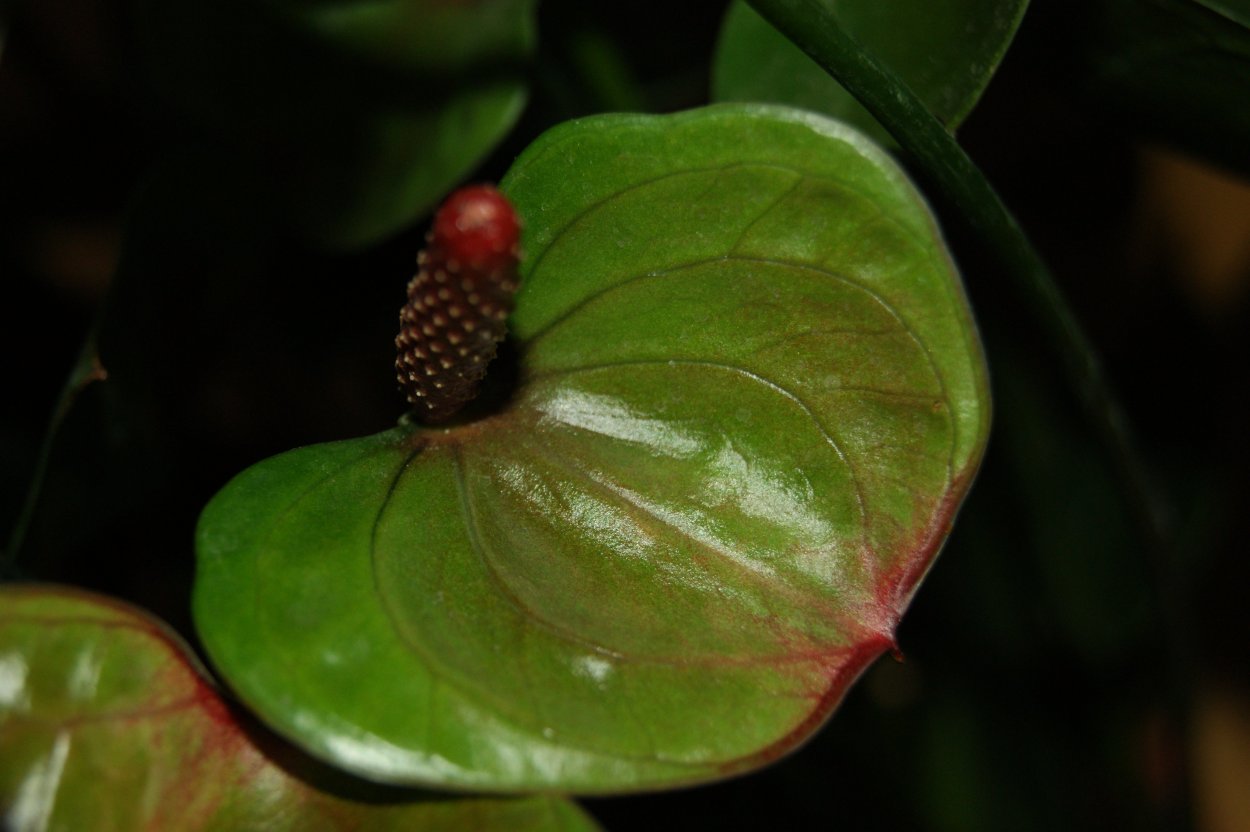 Септориоз Антуриум Андре