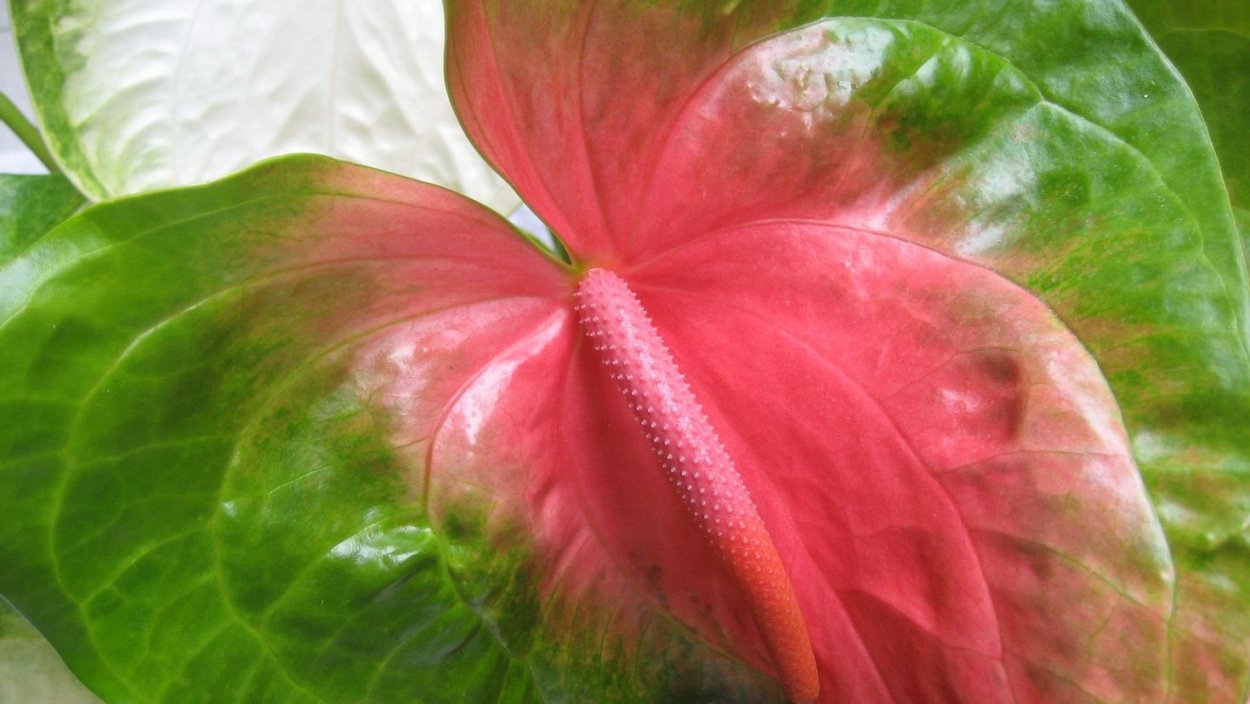 Антуриум Фламинго оранж