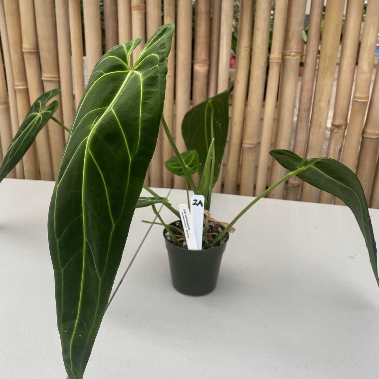 Антуриум Варока warocqueanum