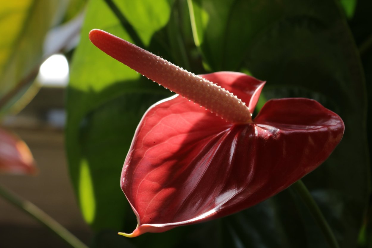 Антуриум Андре Кентукки