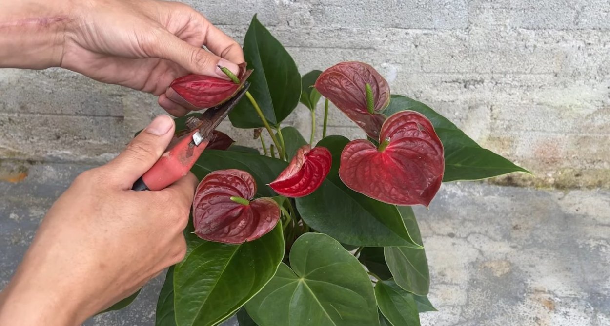 Растения с необычным способом выделения