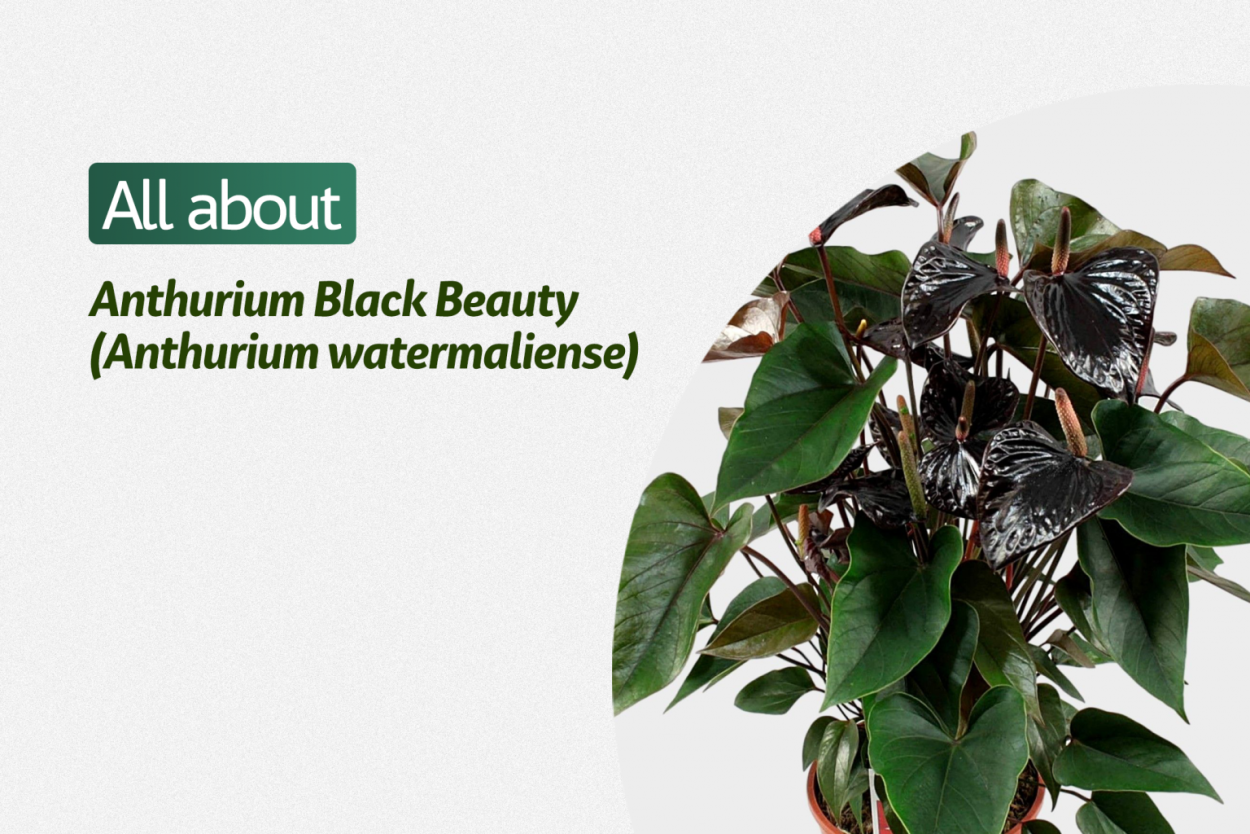 Антуриум Андре Блэк