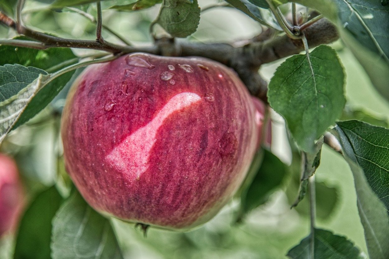 Плод райское яблоко