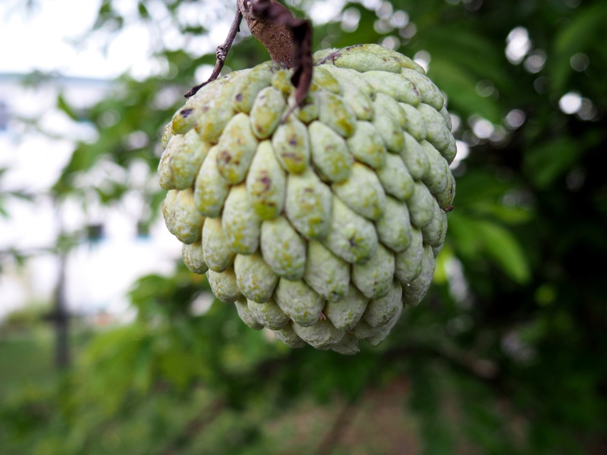Райское яблоко фрукт экзотический