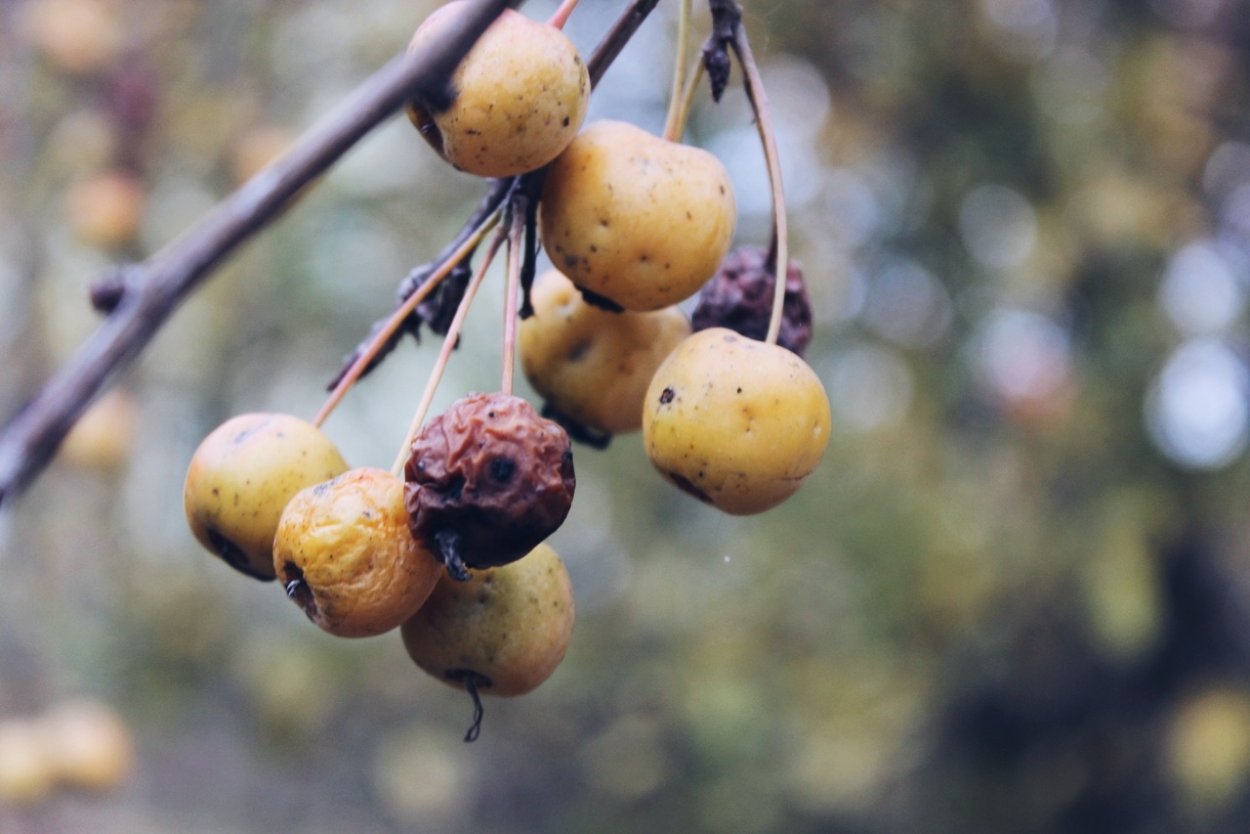 Ранетки фрукт дерево