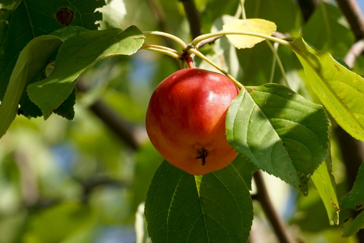 Райские яблочки ягода