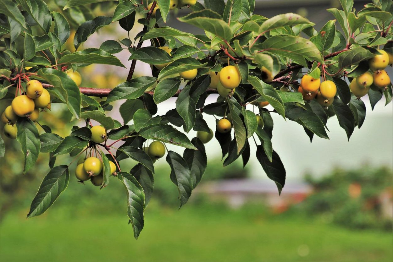 Райские яблочки растение