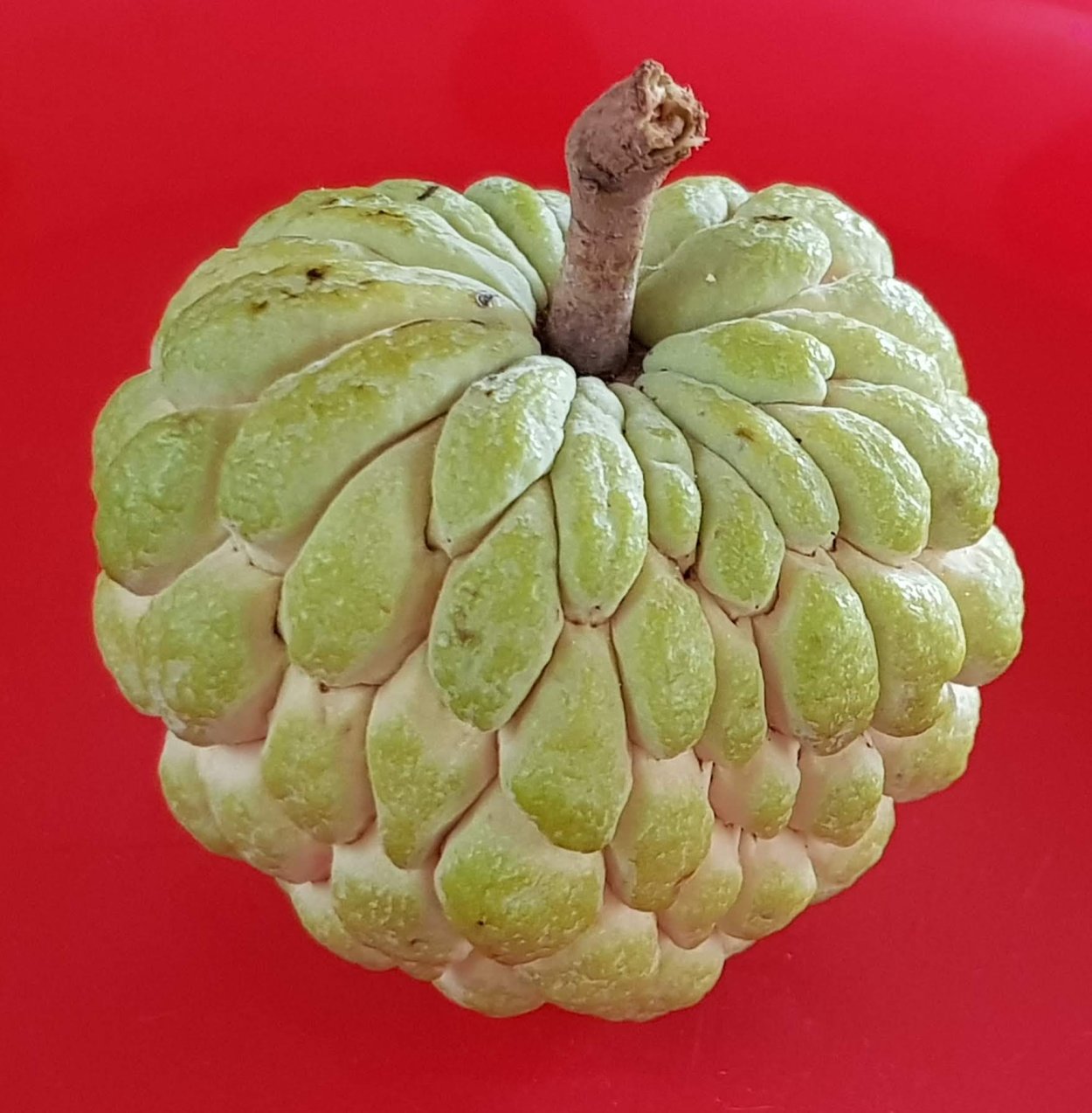 Аннона разнолистная