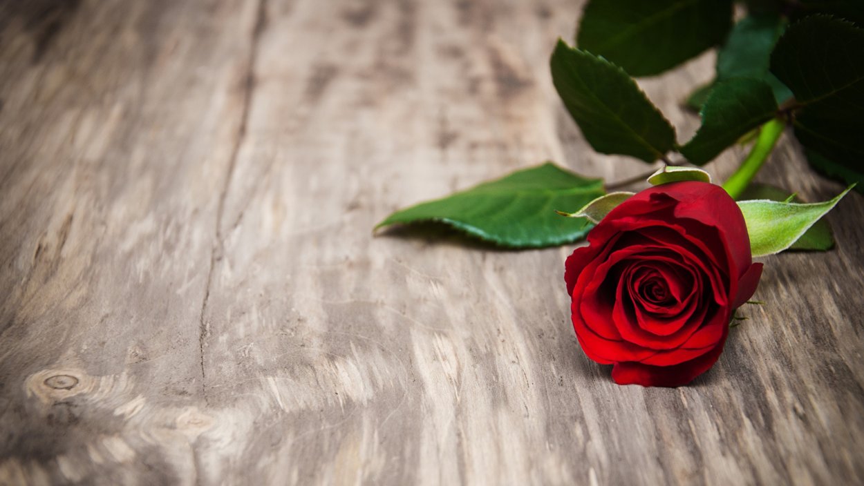 Красные розы лежат на столе