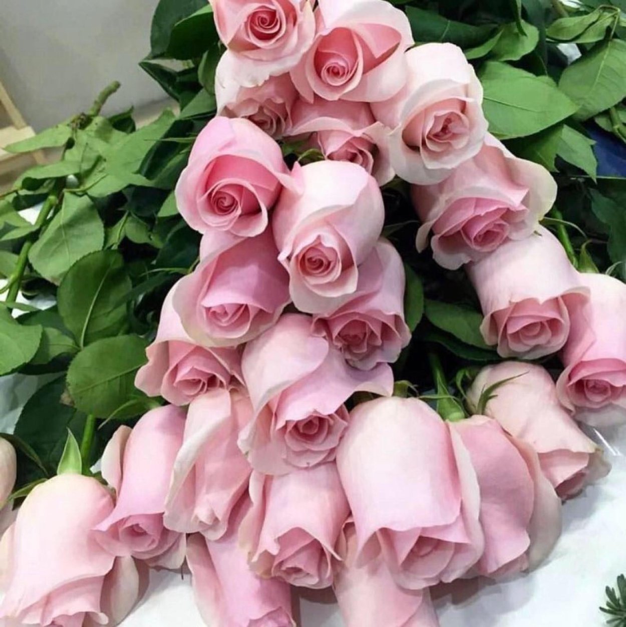 Роза Луллаби