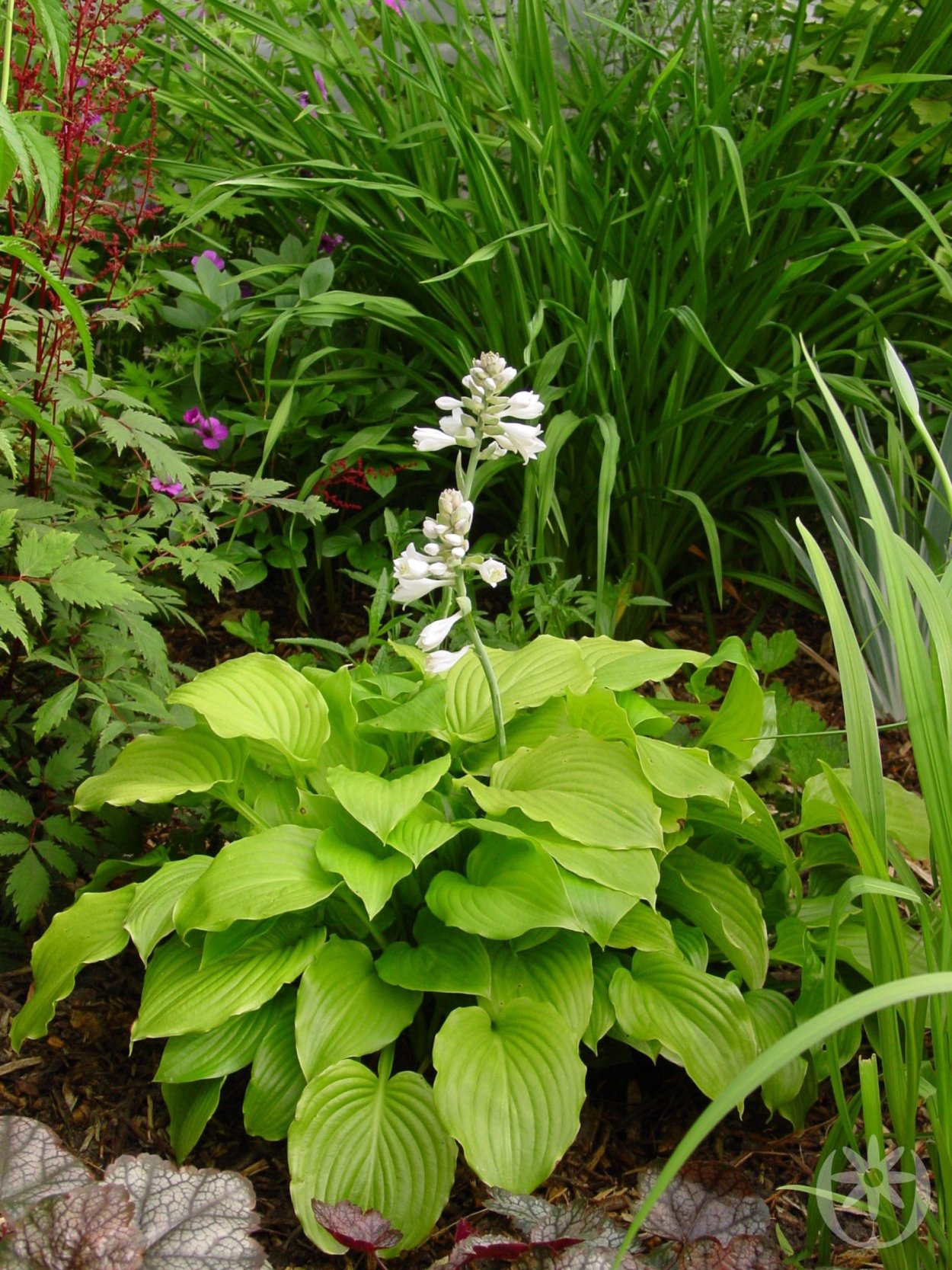 Хоста подорожниковая Афродита