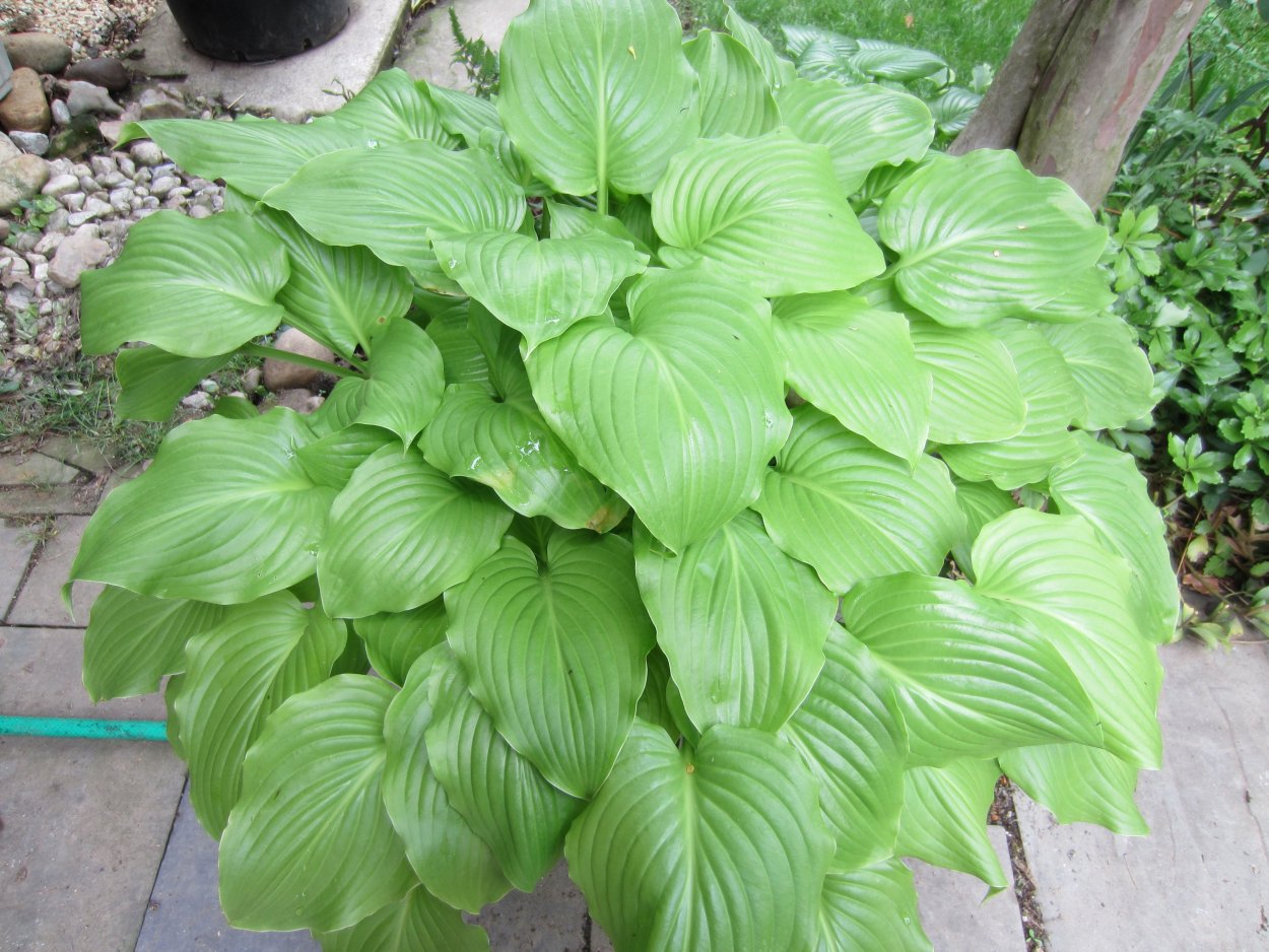 Хоста Афродита