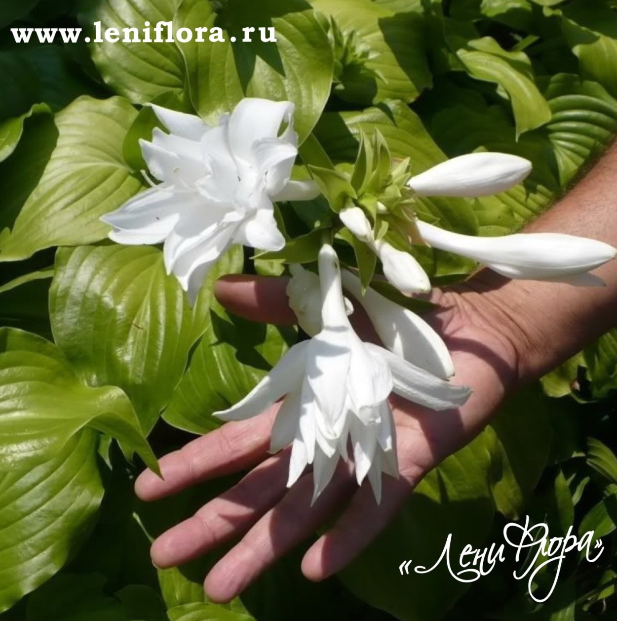 Хоста подорожниковая 'Aphrodite'