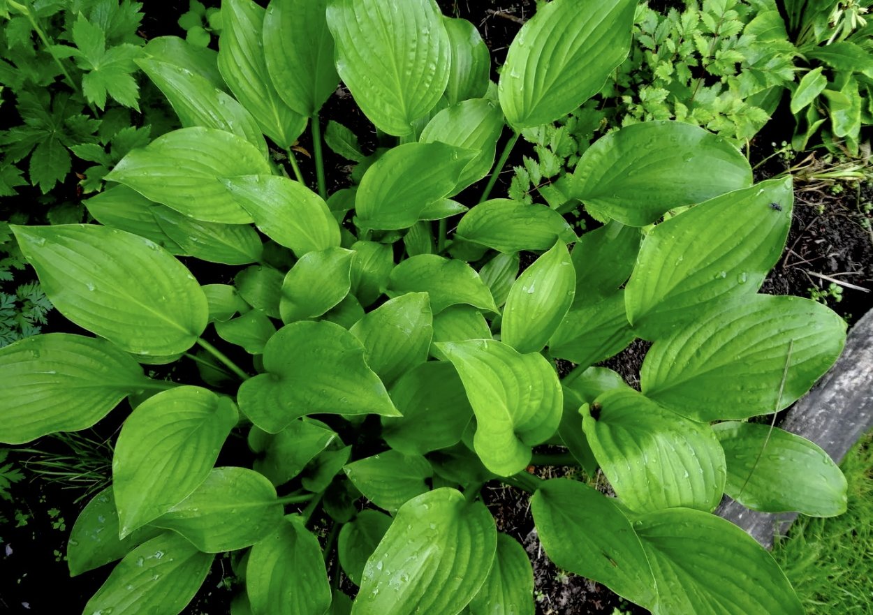 Хоста подорожниковая Афродита