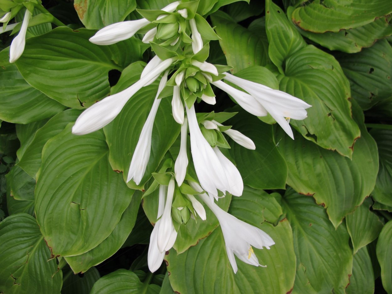 Хоста подорожниковая