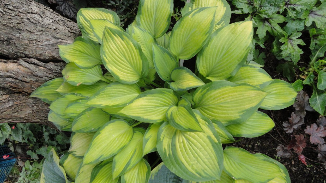 Хоста Color Glory (колор Глори)