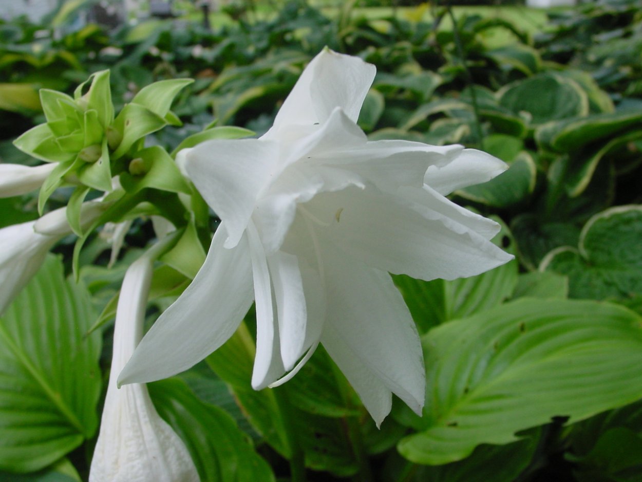 Хоста Венус плантагинея