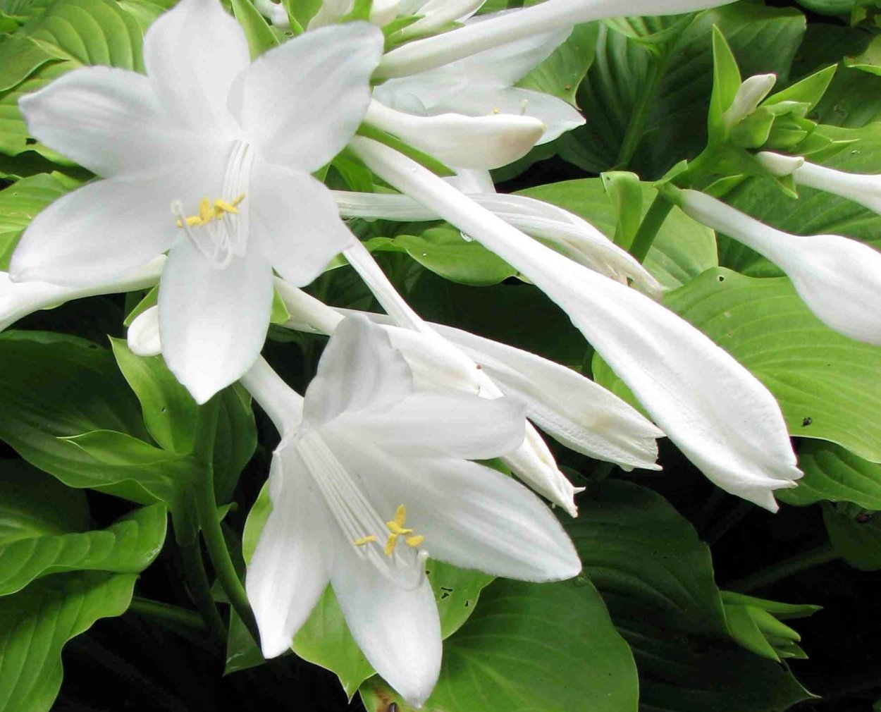 Хоста Венус