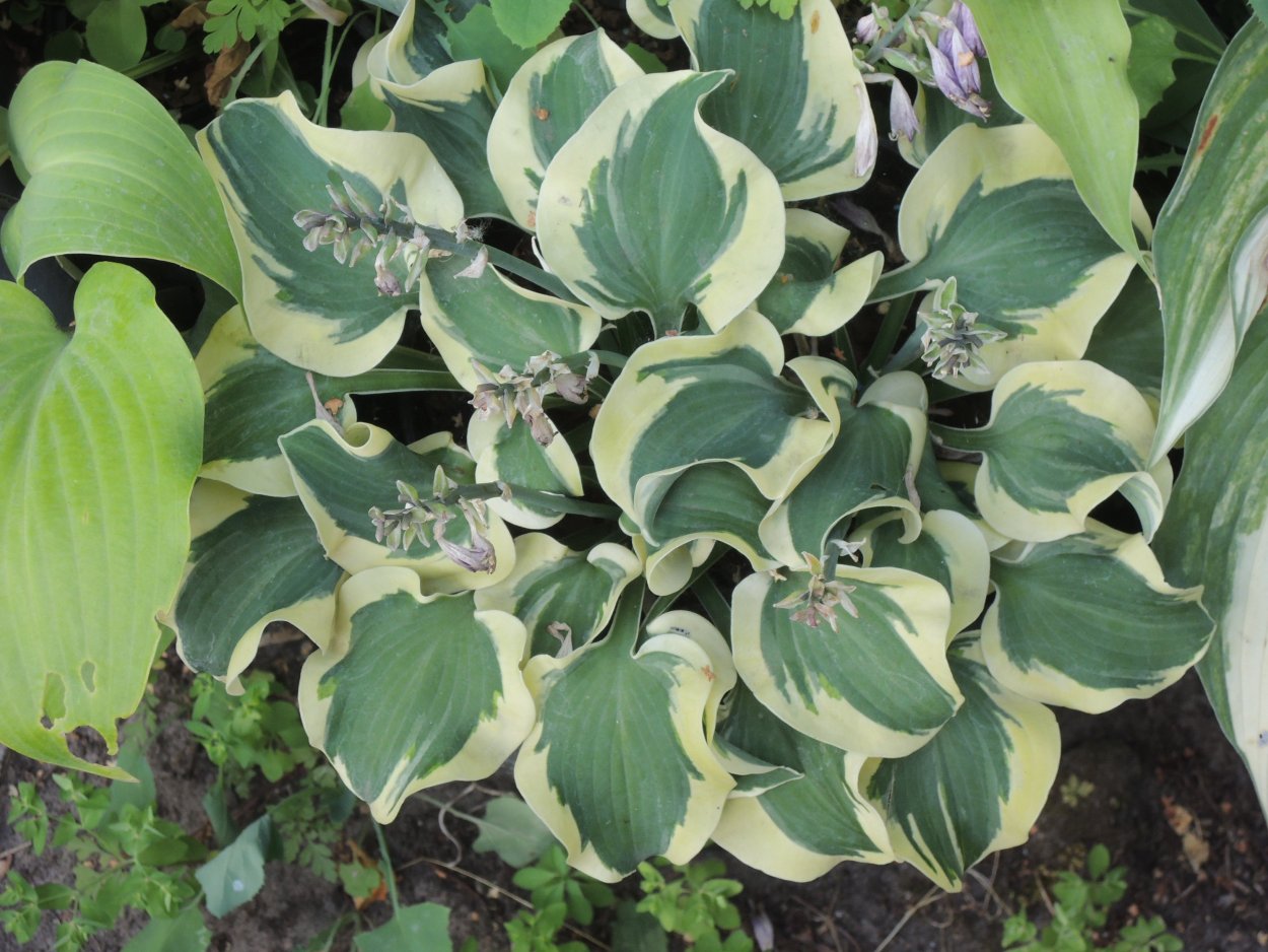 Хоста Маус Кападес