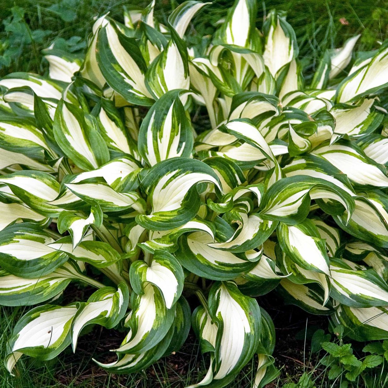 Хоста волнистая Медиовариегата