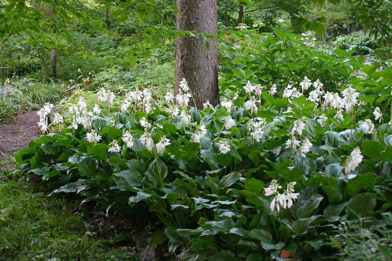 Хоста Плантагинеа