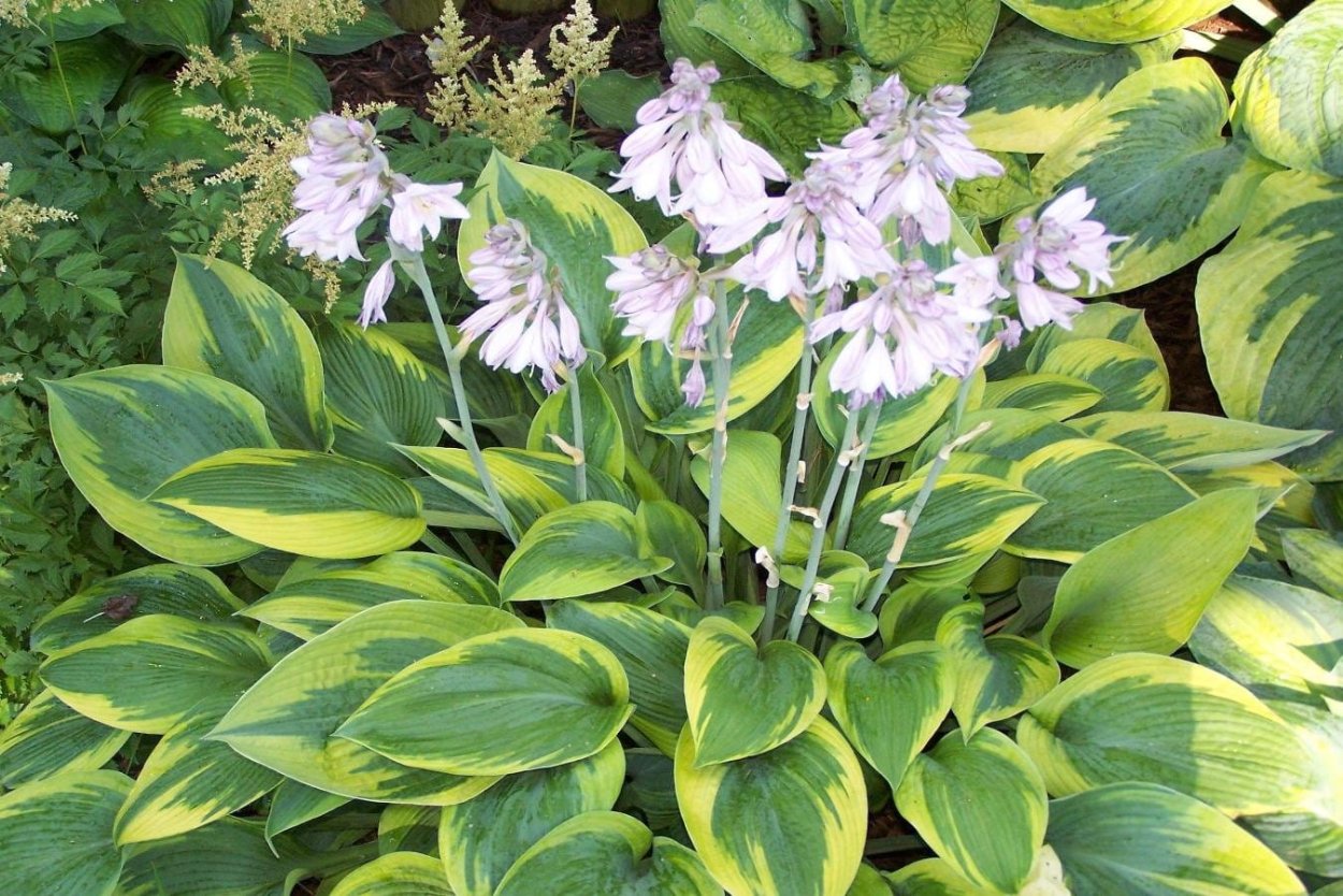 Хоста цветет