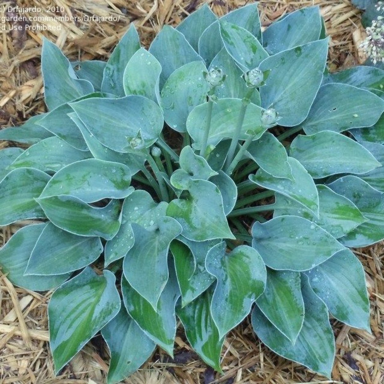 Хоста гибридная Блю кадет