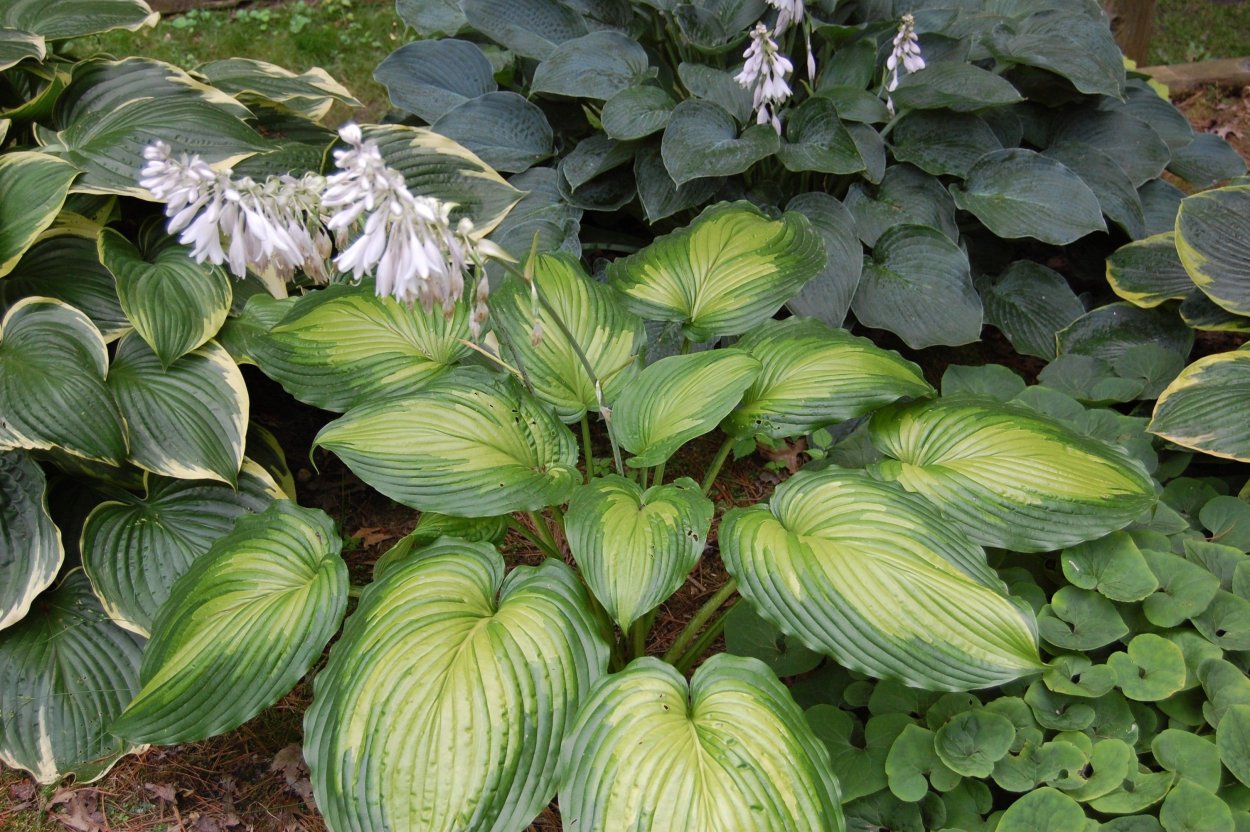 Хоста континентальдивайд